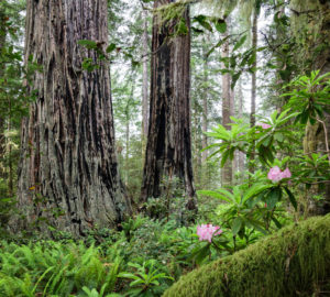 lady bird johnson trail