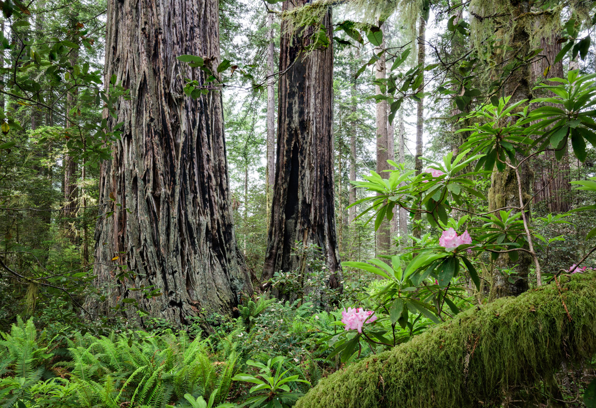  Rhododendron is a wildflower found in redwood forests.