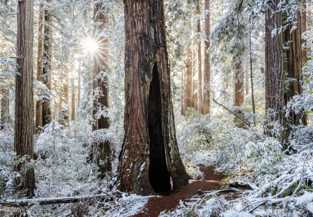 Redwood Grove