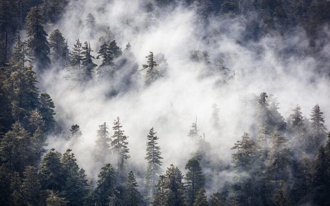 Coast redwoods canopy seen peaking through thick white fog