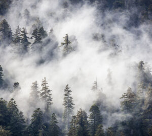 Helping redwoods fight climate change