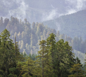 Redwood Creek Overlook