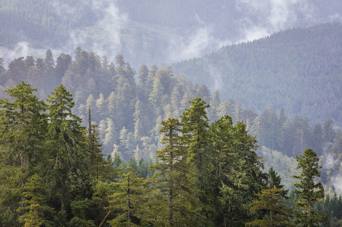 Redwood Creek Overlook