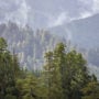 RNP_Redwood_Creek_Overlook_Fog_Through_the_Trees_web