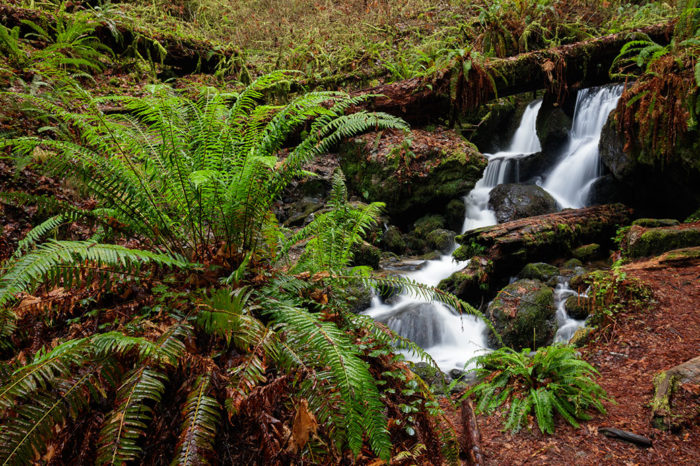 Trillium Falls