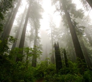 Redwood National Park, where conservation and access have been funded in part by the LWCF.