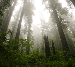 Redwood National Park, where conservation and access have been funded in part by the LWCF.