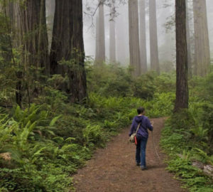 Land protection movement could have big implications for redwoods