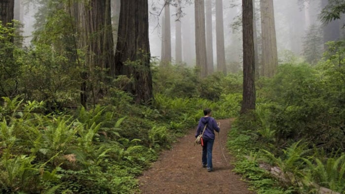 Woman hiking in the redwoods