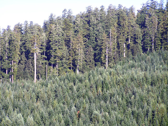 Old-growth redwood forest at Mill Creek stands behind a previously logged area that was densely reseeded with Douglas-fir. Photo by Lathrop Leonard, California State Parks