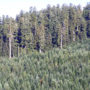 Old-growth redwood forest at Mill Creek stands behind a previously logged area that was densely reseeded with Douglas-fir. Photo by Lathrop Leonard, California State Parks