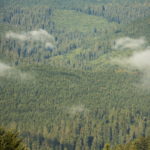 Residual old-growth redwoods rise above a forest that was logged before the area in the Redwood Creek watershed became part of Redwood National and State Parks. Photo by Mike Shoys