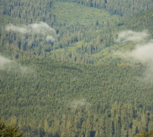 Residual old-growth redwoods rise above a forest that was logged before the area in the Redwood Creek watershed became part of Redwood National and State Parks. Photo by Mike Shoys