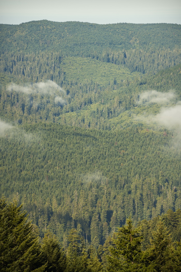 Residual old-growth redwoods rise above a forest that was logged before the area in the Redwood Creek watershed became part of Redwood National and State Parks. Photo by Mike Shoys