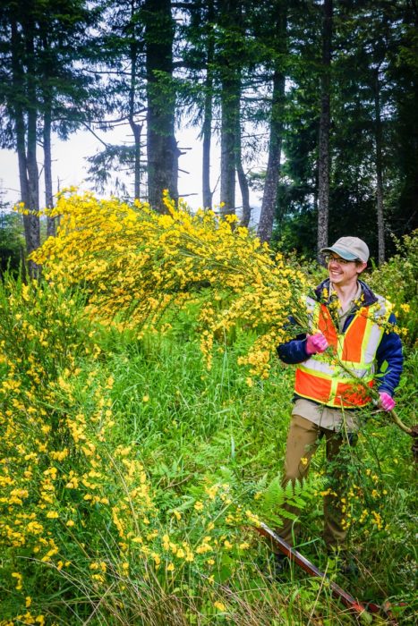 Redwoods Rising Botany Apprentice, Ryan Thompson, pulls a large scotch broom shrub in Redwood National and State Parks. Scotch broom is an invasive non-native shrub from Europe that can rapidly take over recently disturbed areas (e.g. following logging). Photo by Len Mazur