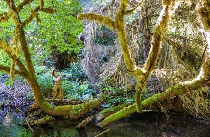 Redwoods Rising Botany Apprentice, Kale McNeill, takes a second to appreciate a large Maple while mapping invasive plant species in Prairie Creek. Photo by Ryan Thompson