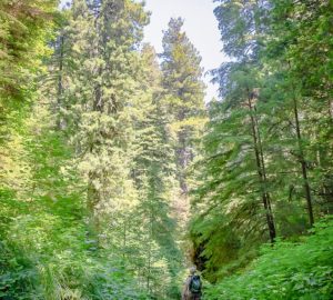 Redwoods Rising Botany Apprentice, Len Mazur, gazes up at the towering canopies of ancient coast redwood while mapping invasive plant species in Prairie Creek. Photo by Ryan Thompson