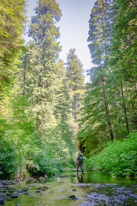 Redwoods Rising Botany Apprentice, Len Mazur, gazes up at the towering canopies of ancient coast redwood while mapping invasive plant species in Prairie Creek. Photo by Ryan Thompson