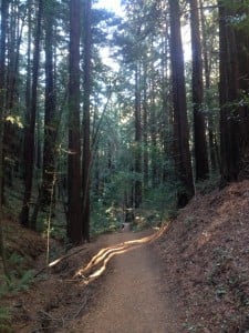 On the trail at Redwood Regional Park