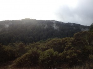 Redwood Regional Park offers beautiful views
