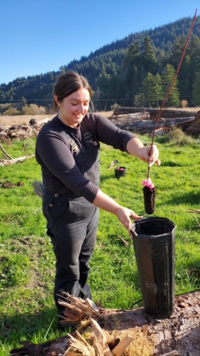 Redwoods rising planting bendali