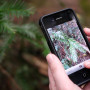 Redwood Watch app. Photo by Save the Redwoods League