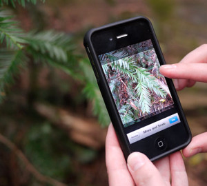 Redwood Watch app. Photo by Save the Redwoods League