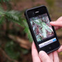 Redwood Watch app. Photo by Save the Redwoods League
