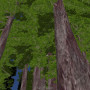 Finding the Redwood Forests of Tomorrow.