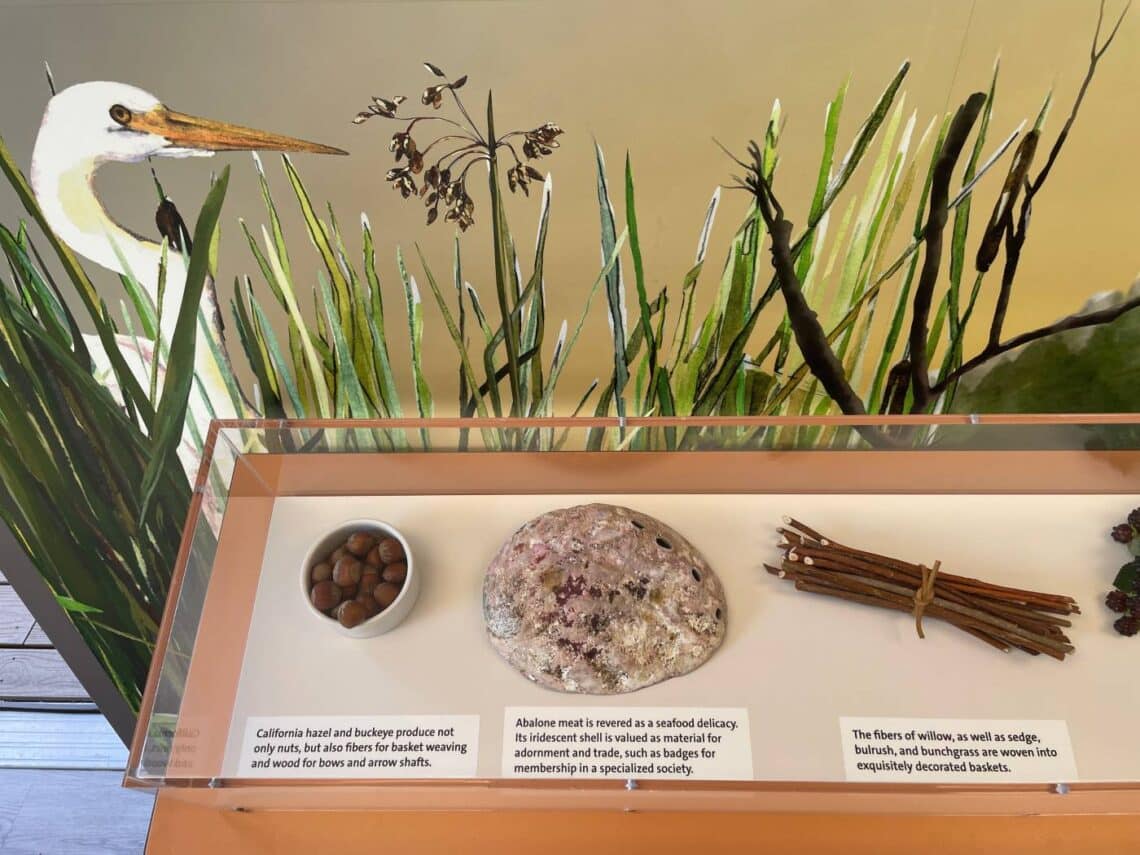 An exhibit shows hazelnuts, abalone and willow.