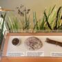 At Rancho del Oso Welcome Center, a human history section honors the Indigenous people who first tended these lands, showing the plants and animals they used and which their descendants continue to use. The welcome center is on the historic borderlands of the Ohlone Tribes known as the Cotoni and Quiroste. The exhibit also covers the tribes’ subjugation by colonial authority. Photo by Jennifer Charney, Save the Redwoods League