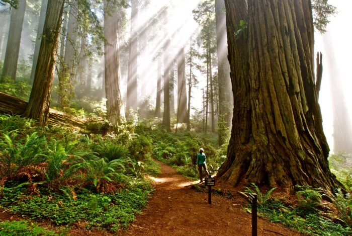 A woman dwarfed by a massive redwood tree looks up at rays of sunlight streaming diagonally through the forest canopy