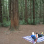 Reading the Redwoods contest. March 10 through May 10, 2018. Photo by Annie Burke