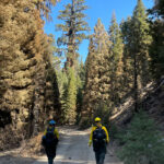 Two female scientists wearing yellow jackets and construction helmets walking down a fire road through a giant sequoia forest.