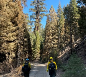Two female scientists wearing yellow jackets and construction helmets walking down a fire road through a giant sequoia forest.