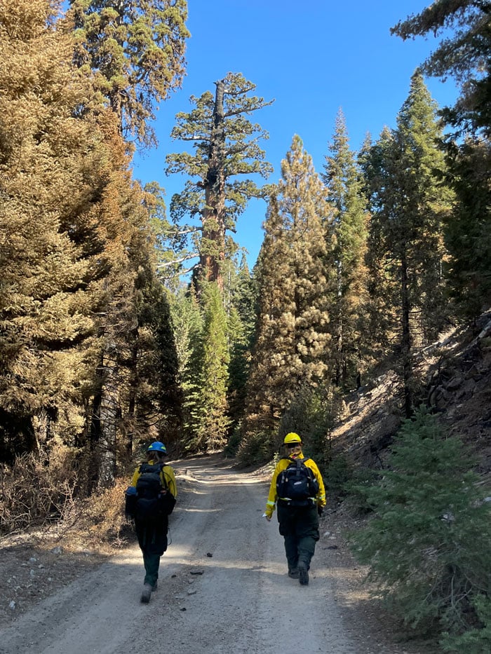 Two female scientists wearing yellow jackets and construction helmets walking down a fire road through a giant sequoia forest.