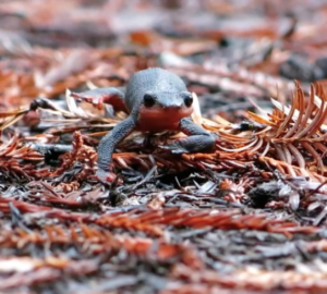 The red-bellied newt (Taricha rivularis)