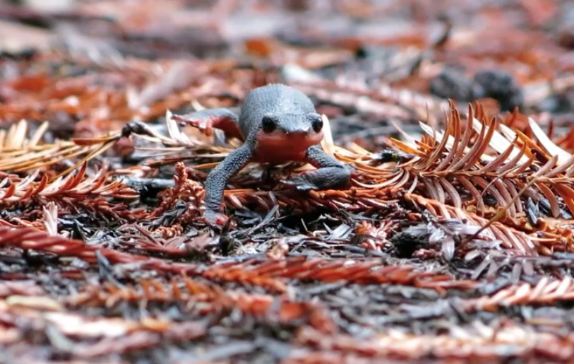The red-bellied newt (Taricha rivularis)