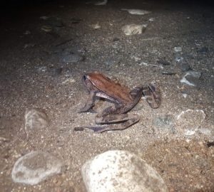 California red-legged frog