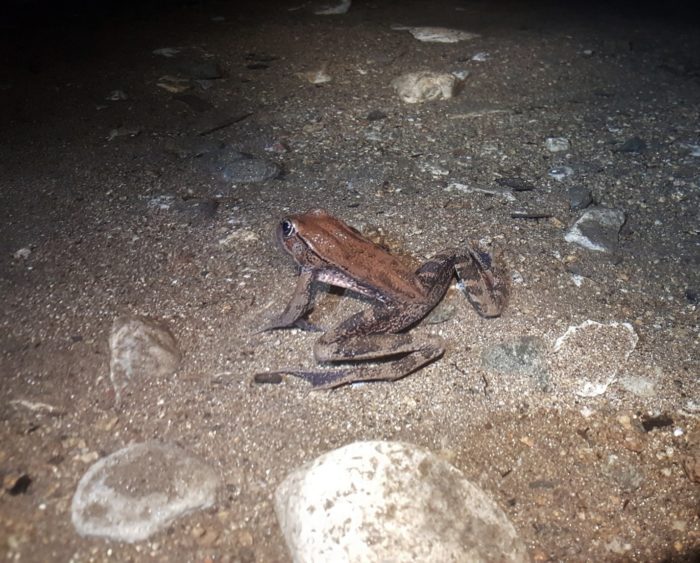 California red-legged frog