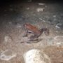 Red-legged-frog_Mike-Daview_web