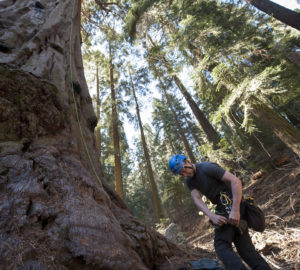 RCCI researcher Steve Sillett preparing to climb a giant sequoia. Photo: Paolo Vescia.