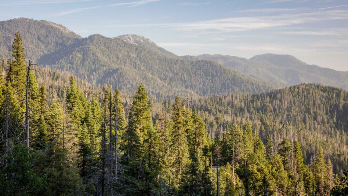 scenic view of redwood forest canopy with mountain peak in background