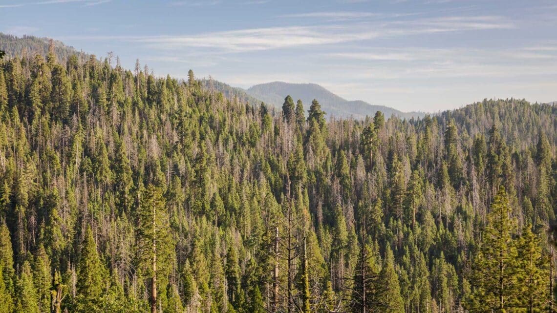 scenic view of redwood forest canopy with mountain peak in background