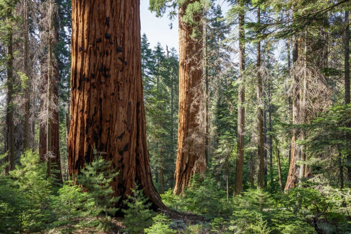 Giant sequoia tree on Red Hill grove