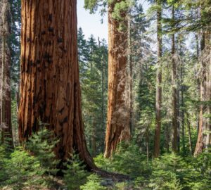 Giant sequoia tree on Red Hill grove