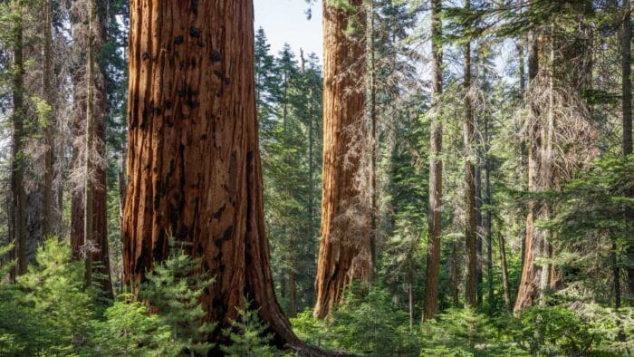 Giant sequoia tree on Red Hill grove