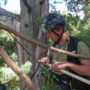 Increment cores collected from redwood trunks far above the ground can help reveal a tree’s age and growth history. Here Stephen C. Sillett mounts a 5-mm-diameter core to protect it for laboratory analysis. Photo by Marie Antoine.