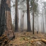 post-fire effects on giant sequoias.