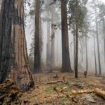 post-fire effects on giant sequoias.